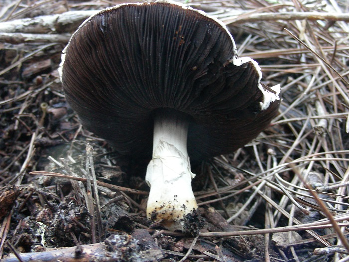 881 Dicembre vecchio ritrovamento